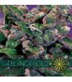 La Blanca Gold AutoFem (Vision Seeds)