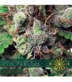 Vision Kush AutoFem (Vision Seeds)