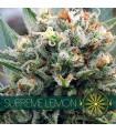 Supreme Lemon (Vision Seeds)