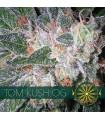Tom Kush OG (Vision Seeds)