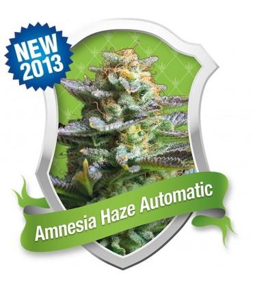 Amnesia Haze Automatic (Royal Queen Seeds)