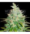 Afghan Kush x Black Domina (World of Seeds)