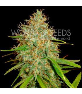 Afghan Kush x Skunk (World Of Seeds)