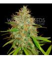 Afghan Kush x Skunk (World Of Seeds)