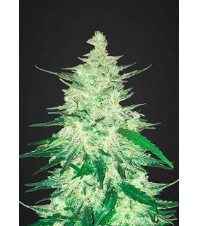 CBD Crack (FastBuds)