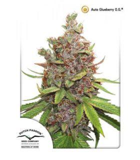 Auto Glueberry OG (Dutch Passion)