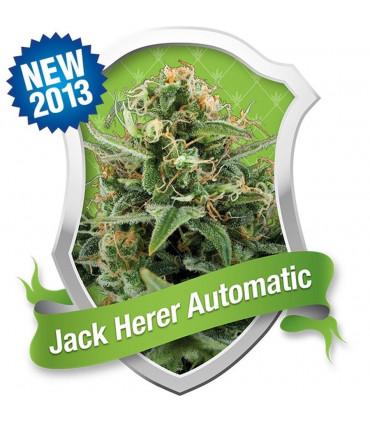 Jack Herer - Royal Jack Automatic (Royal Queen Seeds)