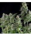 Northern Lights CBD (Pyramid Seeds)