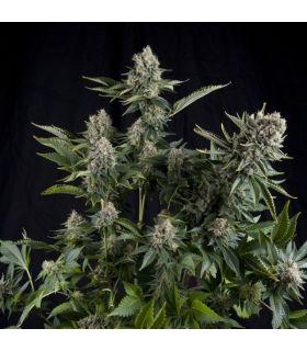 White Widow CBD (Pyramid Seeds)