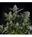 White Widow CBD (Pyramid Seeds)