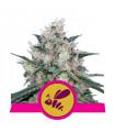 Honey Cream Fast (Royal Queen Seeds)