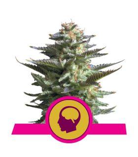 Amnesia Haze (Royal Queen Seeds)