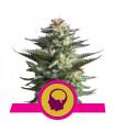 Amnesia Haze (Royal Queen Seeds)