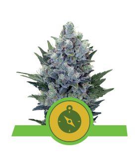 Northern Light Automatic (Royal Queen Seeds)