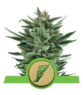 Quick One (Royal Queen Seeds)