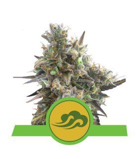 Royal Bluematic (Royal Queen Seeds)