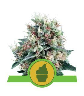 Royal Creamatic (Royal Queen Seeds)