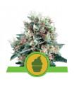 Royal Creamatic (Royal Queen Seeds)