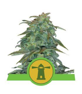 Royal Haze Automatic (RQS)