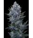 Northern Light Automatic (Royal Queen Seeds)