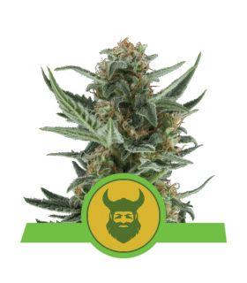 Royal Dwarf (Royal Queen Seeds)