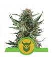 Royal Dwarf (Royal Queen Seeds)