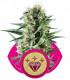 Special Kush (Royal Queen Seeds)
