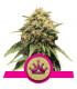 Special Queen (Royal Queen Seeds)