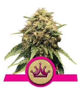 Special Queen (Royal Queen Seeds)