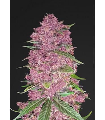 Purple Lemonade (FastBuds)