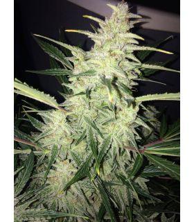 Super Lemon Haze Τριμηνίτικο (σποράδικο)