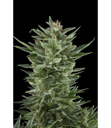 Quick One (Royal Queen Seeds)