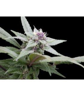 Royal Bluematic (Royal Queen Seeds)