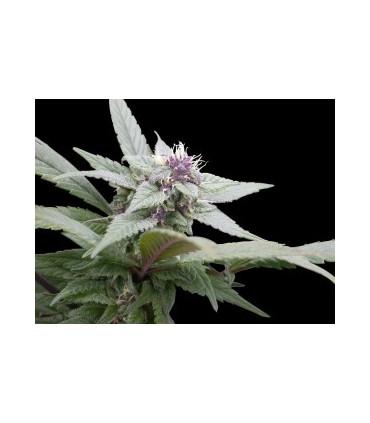 Royal Bluematic (Royal Queen Seeds)
