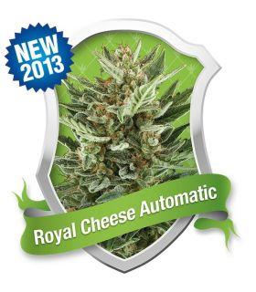 Royal Cheese Automatic (Royal Queen Seeds)