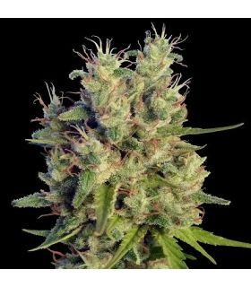 Super Malawi Haze (ACE Seeds)