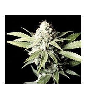 Great White Shark (Greenhouse Seeds)