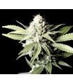 Great White Shark (Greenhouse Seeds)