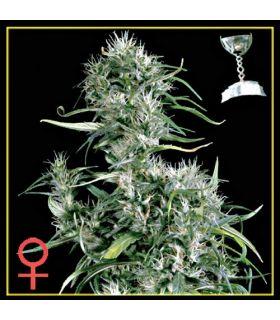 Neville's Haze (Greenhouse Seeds)