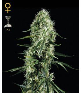 Super Silver Haze (Greenhouse Seeds)