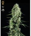 Super Silver Haze (Greenhouse Seeds)