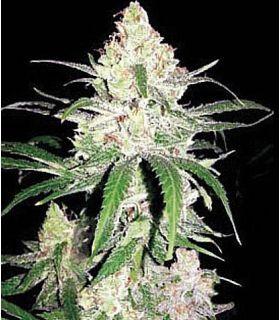 Super Lemon Haze (σποράδικο)