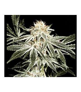 White Widow (Greenhouse Seeds)