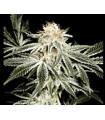 White Widow (Greenhouse Seeds)
