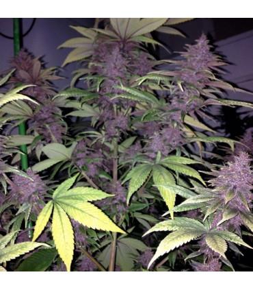 Violeta (ACE SEEDS)