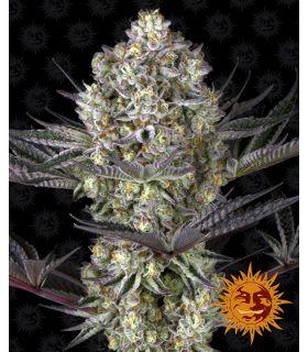 Dos Si Dos 33 (Barney's Farm)