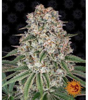 Tropicanna Banana (Barney's Farm)