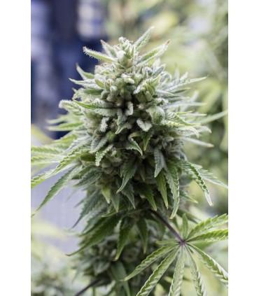 OG Kush Autoflowering (Dinafem Seeds)