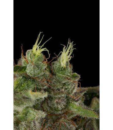 Bubba Kush (Humboldt Seeds)