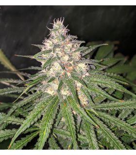 Blue Dream (σποράδικο)